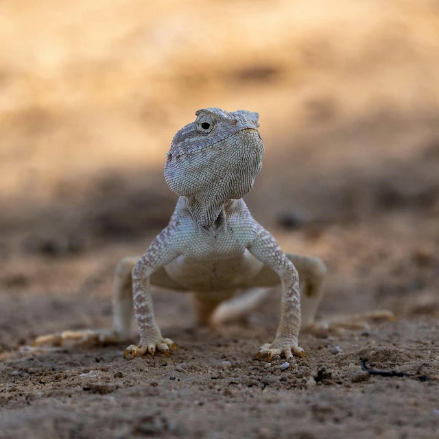 a close up of a lizard on a dirt ground, posing for the camera, ultraterrestrial dragons, fan favorite, white