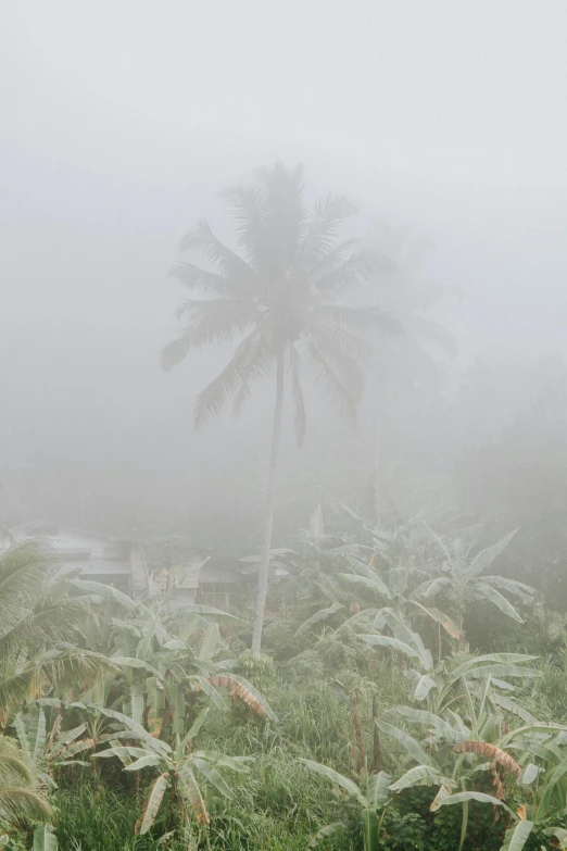 a tall palm tree sitting in the middle of a lush green field, an album cover, inspired by Elsa Bleda, trending on unsplash, sumatraism, foggy rainy day, indonesia national geographic, grey, made of mist