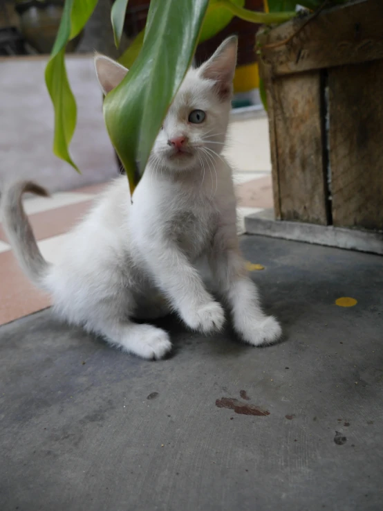 a white kitten sitting in front of a potted plant, tabaxi male, taken in 2022, coban, asher duran