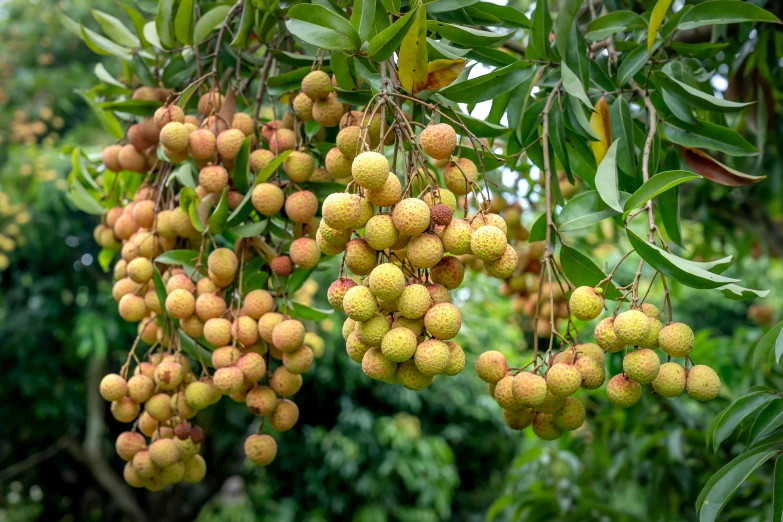 a bunch of longan hanging from a tree, by David Garner, shutterstock, art nouveau, no cropping, thumbnail, coxcomb, tropical trees