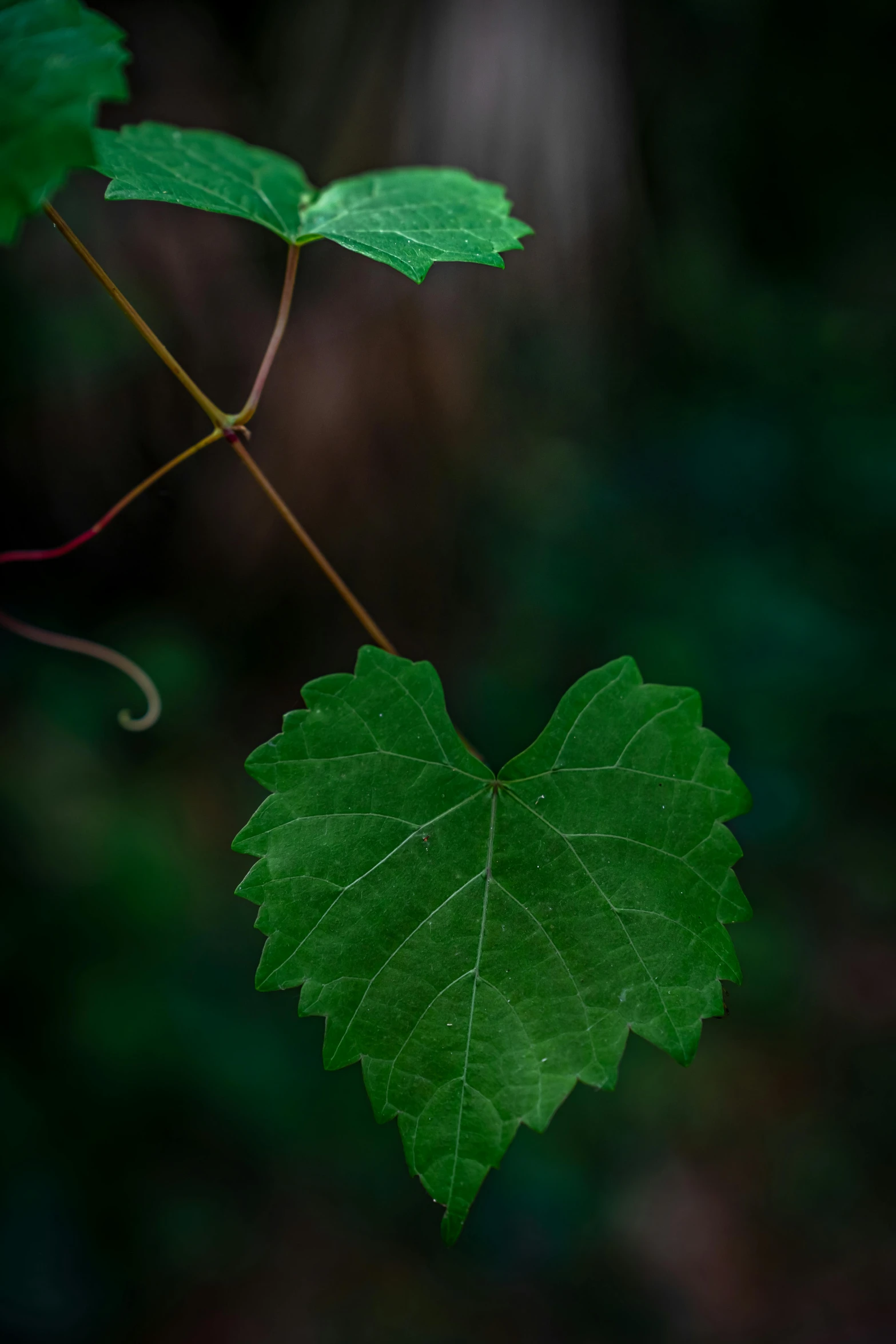 a close up of a leaf on a tree branch, unsplash, hearts, green vines, paul barson, full frame image