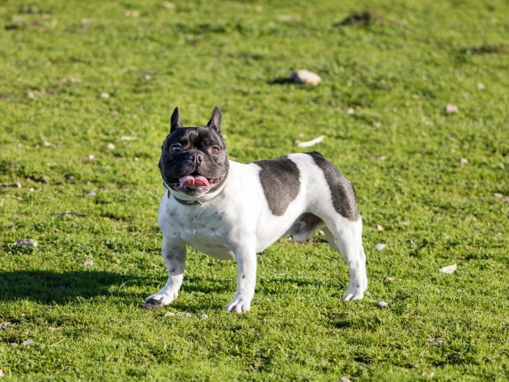 a small dog standing on top of a lush green field, french bulldog, white with black spots, square, taken with sony alpha 9