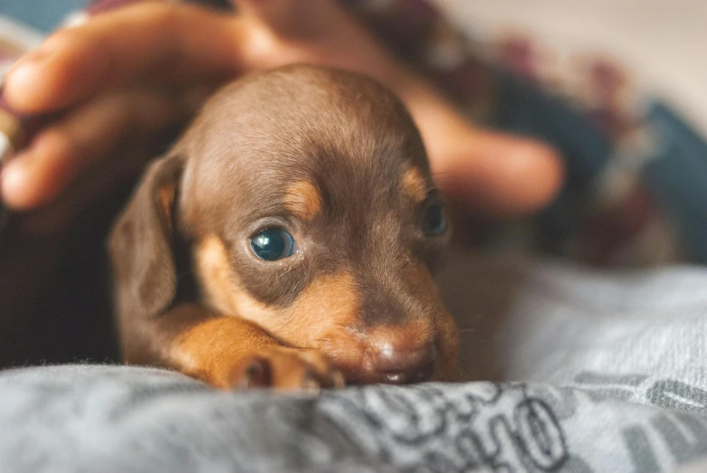 a close up of a person holding a small dog, dachshund, laying on a bed, has two adorable blue eyes, unsplash contest winning photo