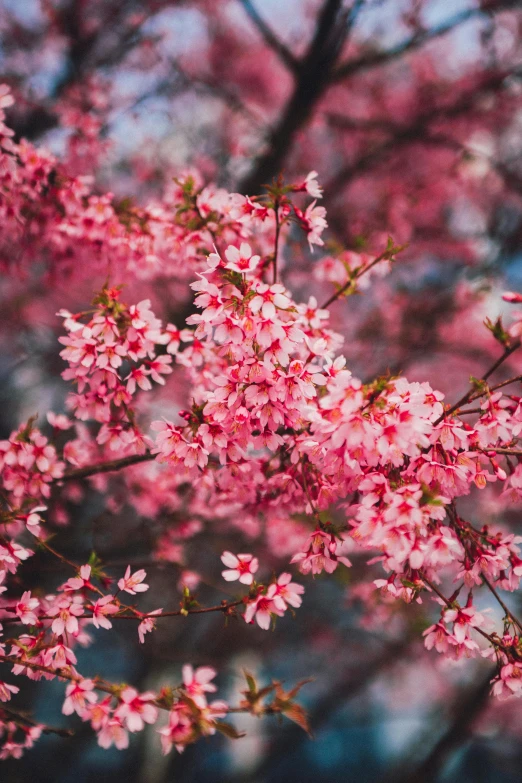 a bunch of pink flowers on a tree, pexels contest winner, cherry explosion, instagram post, color image, red blooming flowers