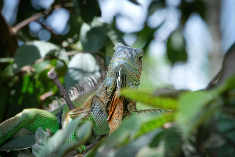 a close up of a lizard on a tree branch, by Carey Morris, pexels contest winner, sumatraism, green and blue and warm theme, avatar image, australian, a high angle shot