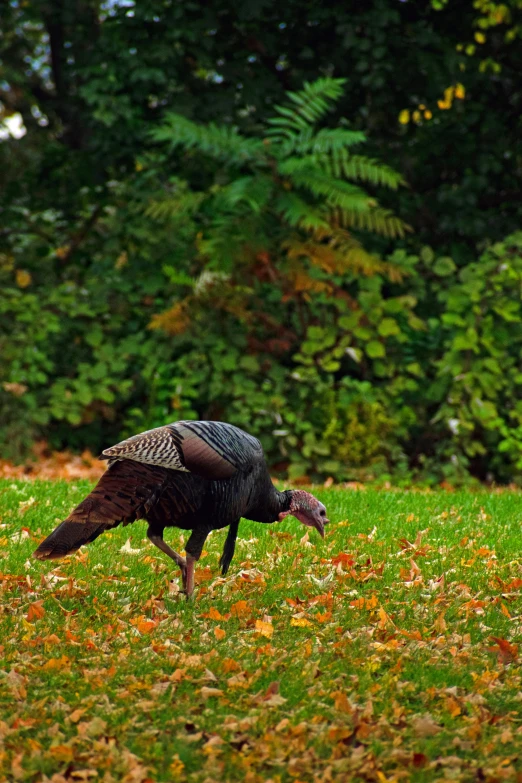 a turkey walking across a lush green field, covered in fallen leaves, urban surroundings, dan mumfor, travel