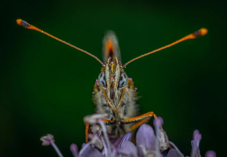 a butterfly sitting on top of a purple flower, a macro photograph, by Matthias Weischer, pexels contest winner, face like grasshopper, close-up shot from behind, large antennae, high quality photo