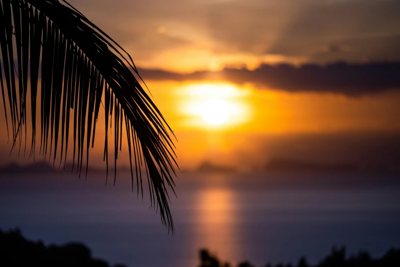 the sun is setting behind a palm tree, pexels contest winner, romanticism, avatar image, thumbnail, seaview, medium close shot