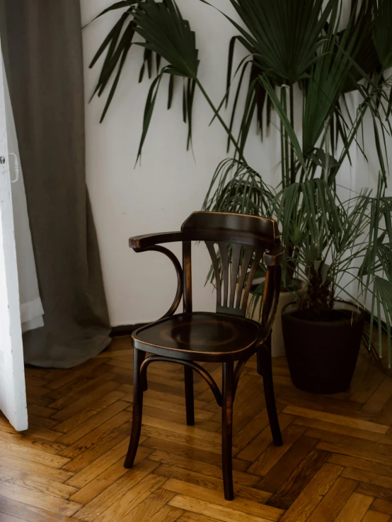 a wooden chair sitting on top of a hard wood floor, by Adam Rex, large potted plant, vienna secession, high-quality photo, long coffee brown hair