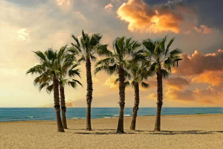 a group of palm trees sitting on top of a sandy beach, pexels contest winner, baroque, los angelos, spanish, a photo of the ocean, profile image
