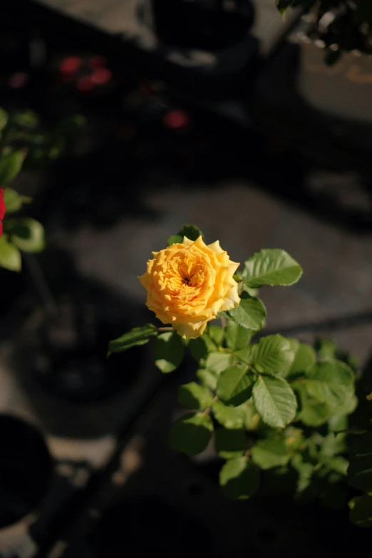 a close up of a flower in a pot, yellow rose, from the distance, on display, full product shot