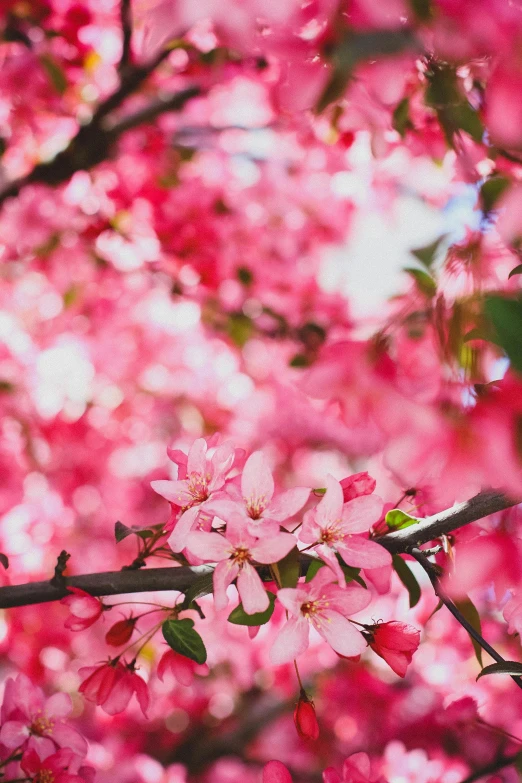 a close up of a tree with pink flowers