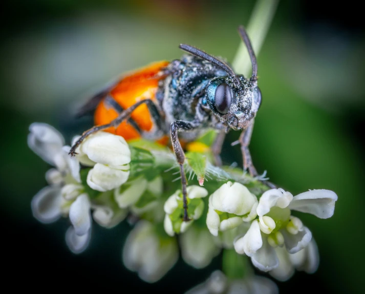 a close up of a bug on a flower, by Jesper Knudsen, pexels contest winner, teal and orange, beautiful animal pearl queen, avatar image, grey