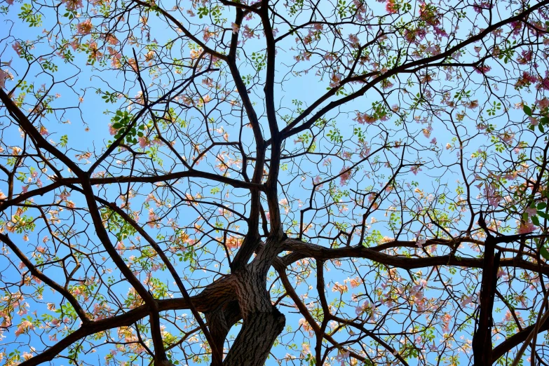 a tree with pink flowers against a blue sky, by Sven Erixson, hyperrealism, archival pigment print, canopy, ((trees)), twisting leaves