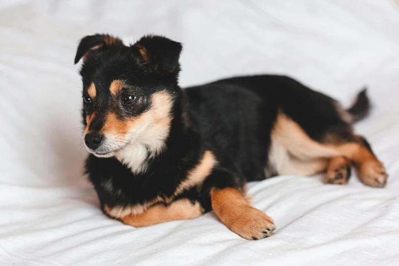 a small black and brown dog laying on a bed, by Emma Andijewska, pexels contest winner, ultra realistic, manuka, 1 2 9 7, female gigachad