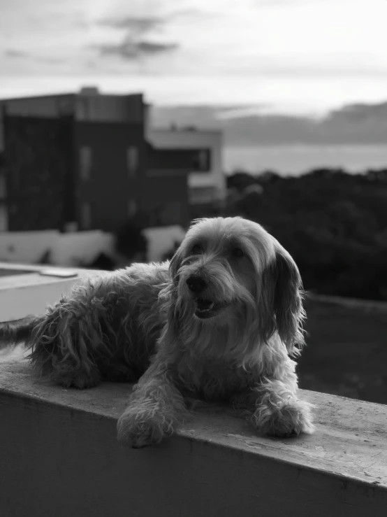 a dog that is laying down on a ledge, inspired by Max Dupain, leica s photograph, late evening, smiling coy, b&w photograph