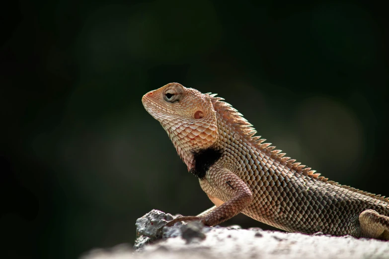 a lizard sitting on top of a rock, an album cover, trending on pexels, curved horned dragon!, mixed animal, young male, slide show