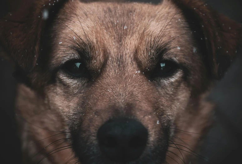 a close up of a dog's face in the snow, an album cover, by Adam Marczyński, pexels contest winner, photorealism, moody emotional cinematic, 4k cinematic quality, german shepherd, two identical symmetrical eyes