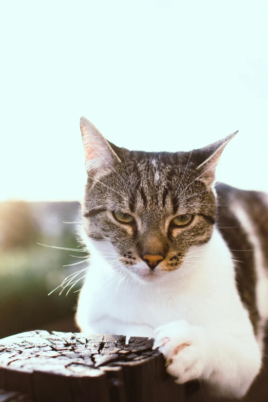 a gray and white cat laying on top of a table, an album cover, unsplash, looking off into the sunset, in a fighting stance, taken in 1 9 9 7, close-up photo