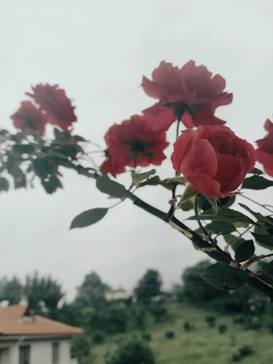 a bunch of red flowers sitting on top of a lush green field, a picture, trending on unsplash, romanticism, overcast gray skies, rose garden, profile image