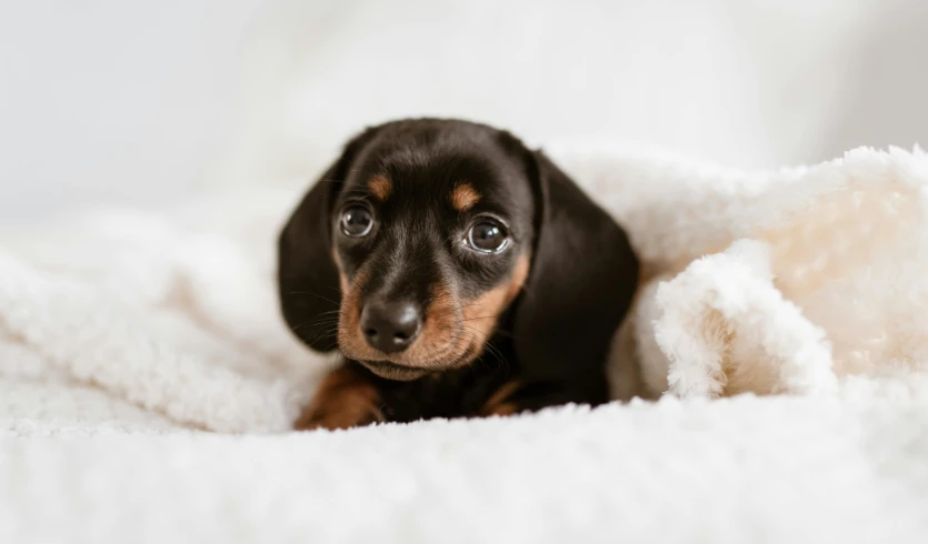 a small black and brown dog laying on a white blanket, pexels contest winner, weenie, puppy, gif, australian