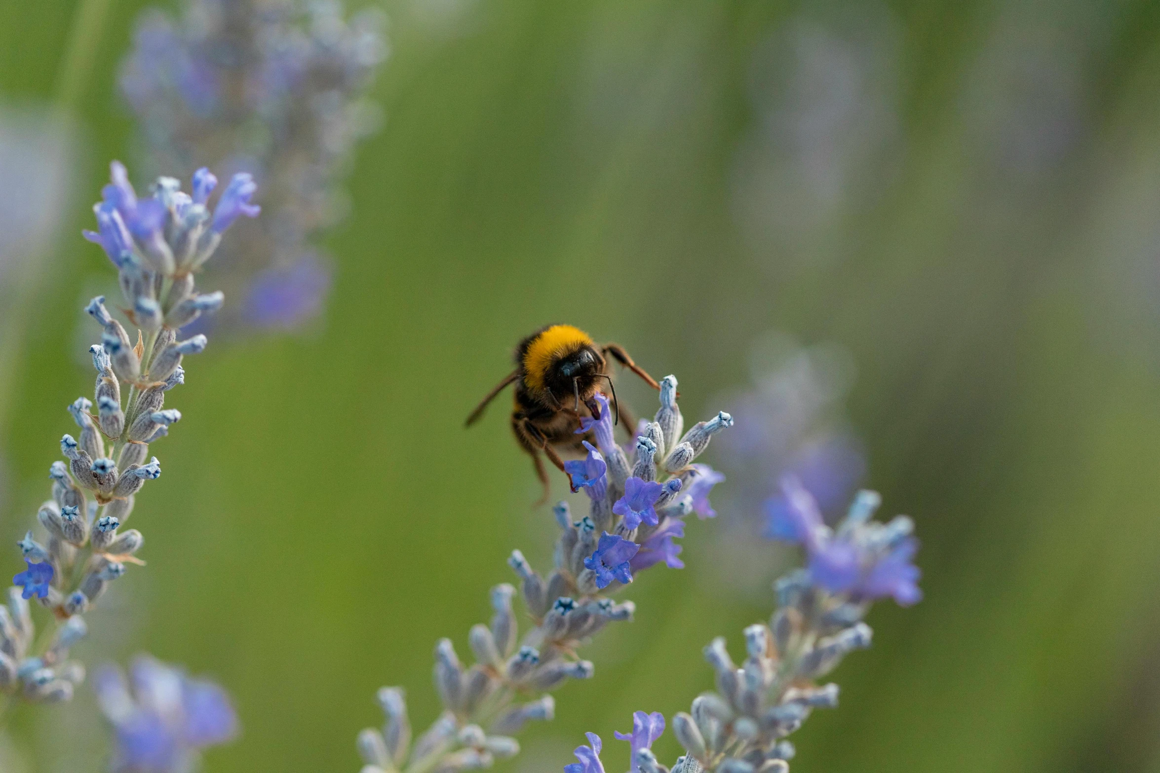 a bee sitting on top of a purple flower