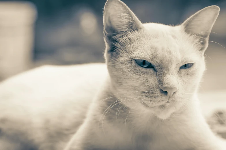 a black and white photo of a cat with blue eyes, unsplash, minimalism, intense albino, armored cat, blue tinted, sepia photography