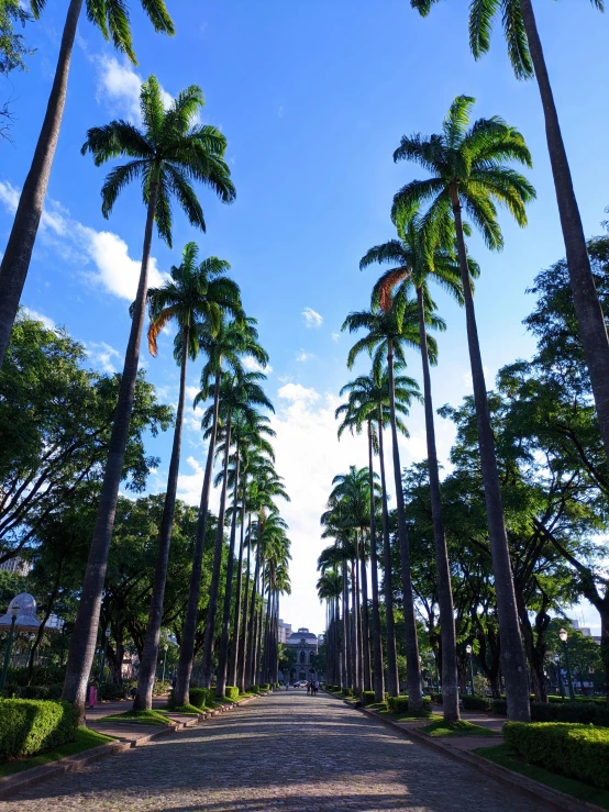 a street lined with lots of tall palm trees, by Gawen Hamilton, the imperial palace, university, instagram picture, leading to a beautiful
