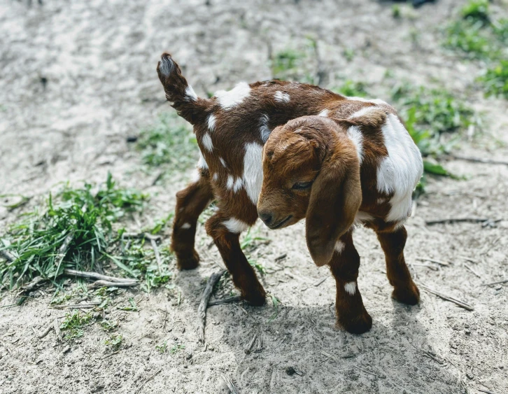 a small brown and white goat standing on top of a dirt field, puppy, trending on vsco, they might be crawling, spotted