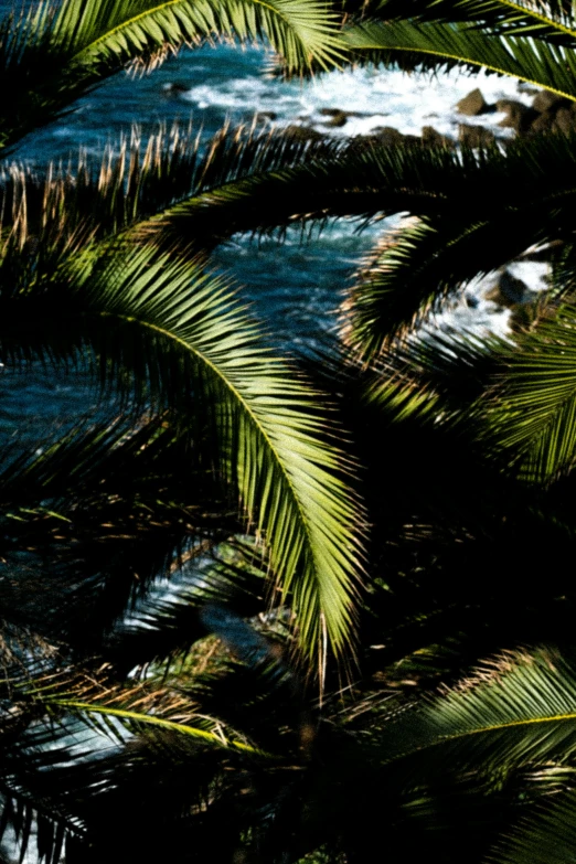 a couple of palm trees next to a body of water, by Nathalie Rattner, macro, backlit, mediterranean, cascading