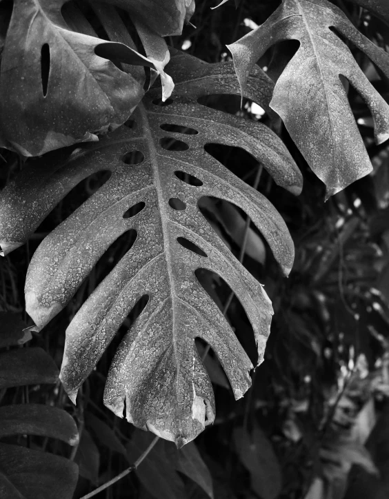 a black and white photo of a leafy plant, in a jungle, big leaf bra, weathered, dew