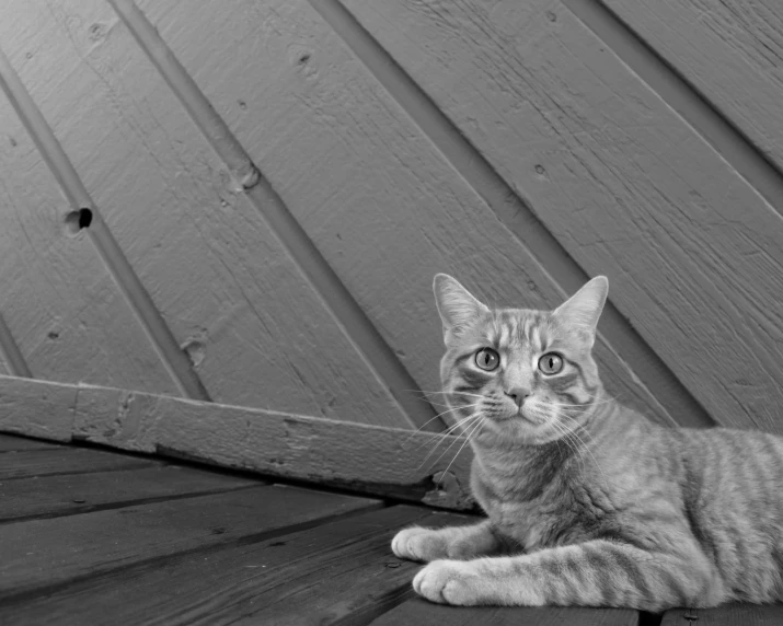 a black and white photo of a cat on a deck, by Felix-Kelly, 4k greyscale hd photography, looking up at camera, a wooden, armored cat