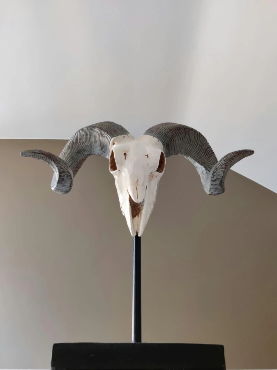 a close up of a goat's skull on a stand, a surrealist sculpture, by Karel Dujardin, 9 0 - s, wooden staff, rustic, 2010s