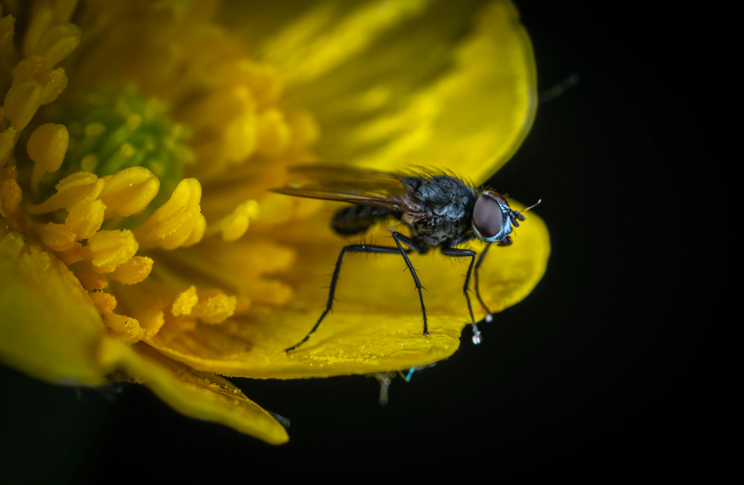 a fly sitting on top of a yellow flower, by John Gibson, pexels contest winner, fan favorite, full body close-up shot, female floating, museum quality photo