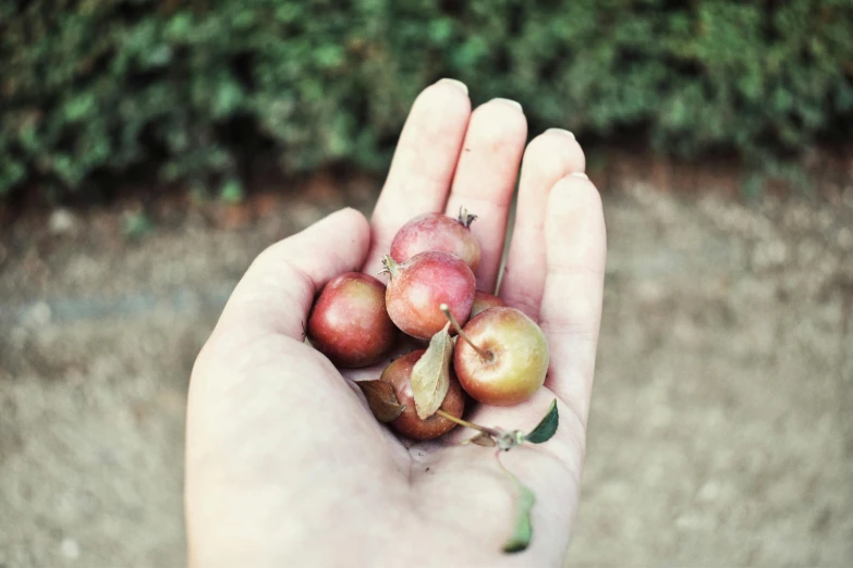 a person holding a bunch of apples in their hand, inspired by Elsa Bleda, unsplash, process art, olives, acorns, found objects, instagram photo