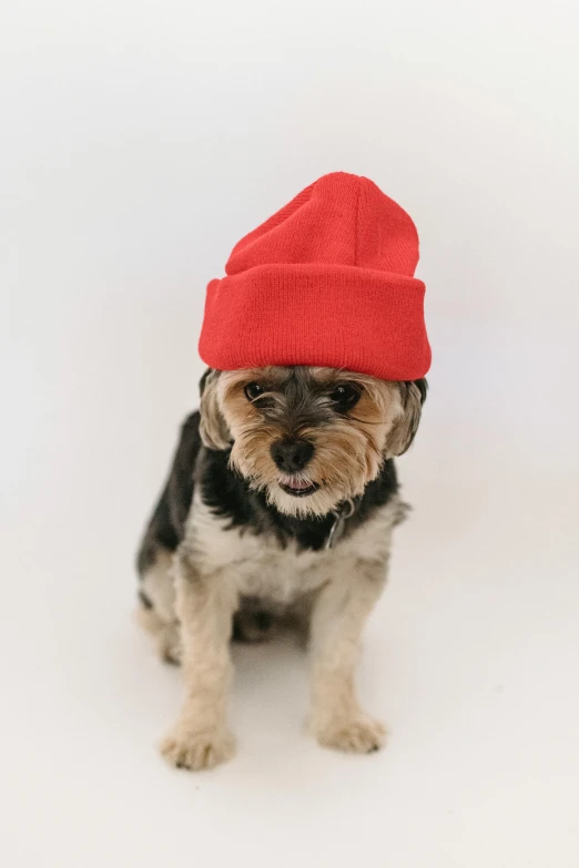 a small black and brown dog wearing a red hat, a picture, pexels, wearing a beanie, no logo, rapper, 1 2 9 7