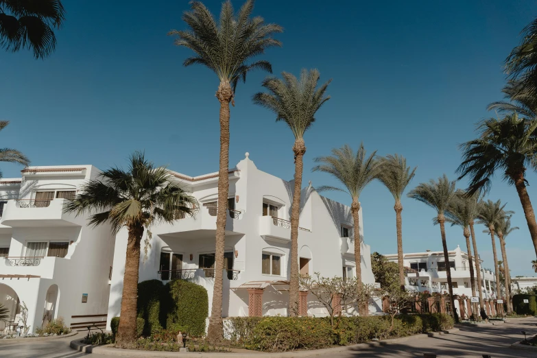 a row of palm trees in front of a white building, egyptian atmosphere, avatar image, apartment, background image