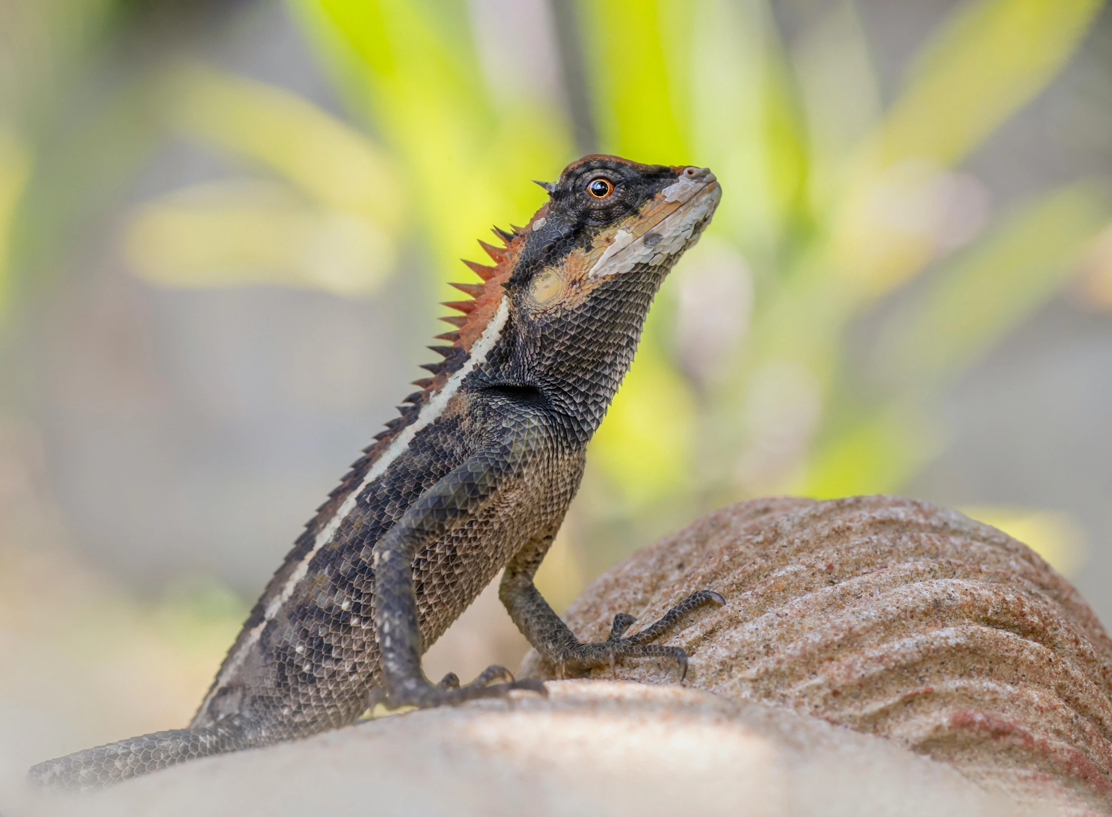 a lizard sitting on top of a rock, by Gwen Barnard, pexels contest winner, sumatraism, large horned tail, australian, well designed female dragon head, sharp black skin