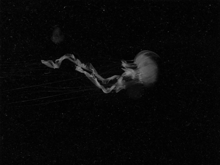a black and white photo of a jellyfish, by Shinji Aramaki, dark ambient album cover, floating in deep space, ffffound, sydney hanson