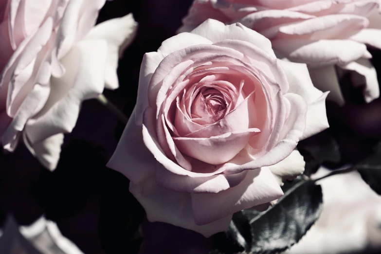 a close up of a bunch of pink roses, inspired by Rose O’Neill, unsplash, alessio albi, soft purple glow, black white pastel pink, digitally enhanced