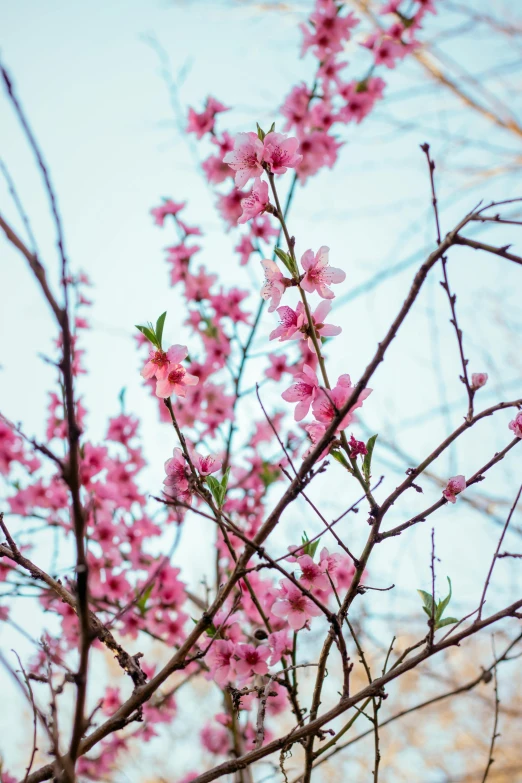 a close up of a tree with pink flowers, inspired by Elsa Bleda, trending on unsplash, peaches, ilustration, zeng fanzhi, high resolution photo