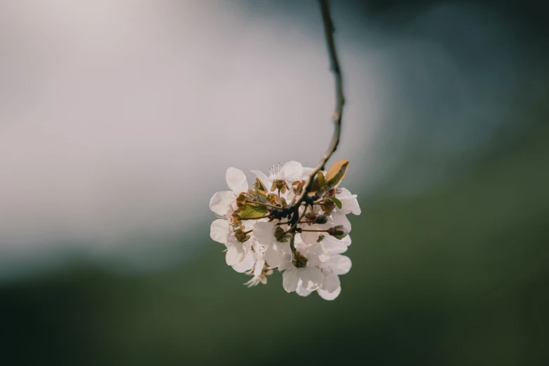 a close up of a flower on a branch, by Niko Henrichon, unsplash, overcast weather, white flower crown, background image, tiny insects