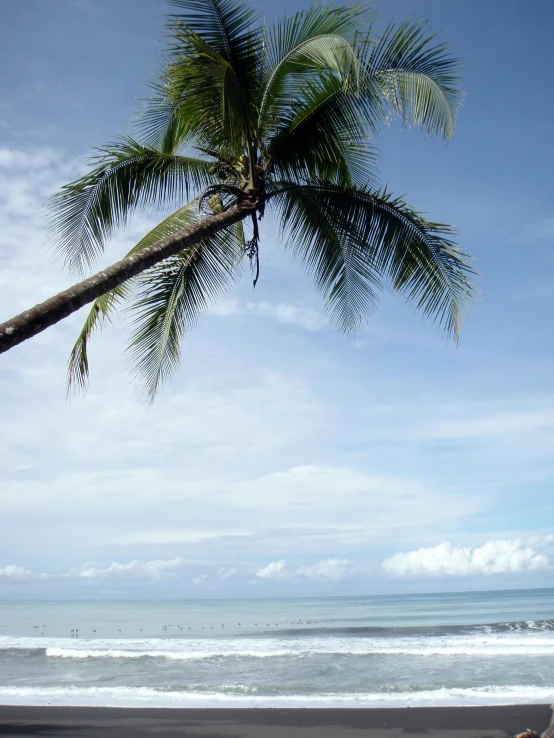 a palm tree sitting on top of a beach next to the ocean, day time, surf, near the sea, thumbnail