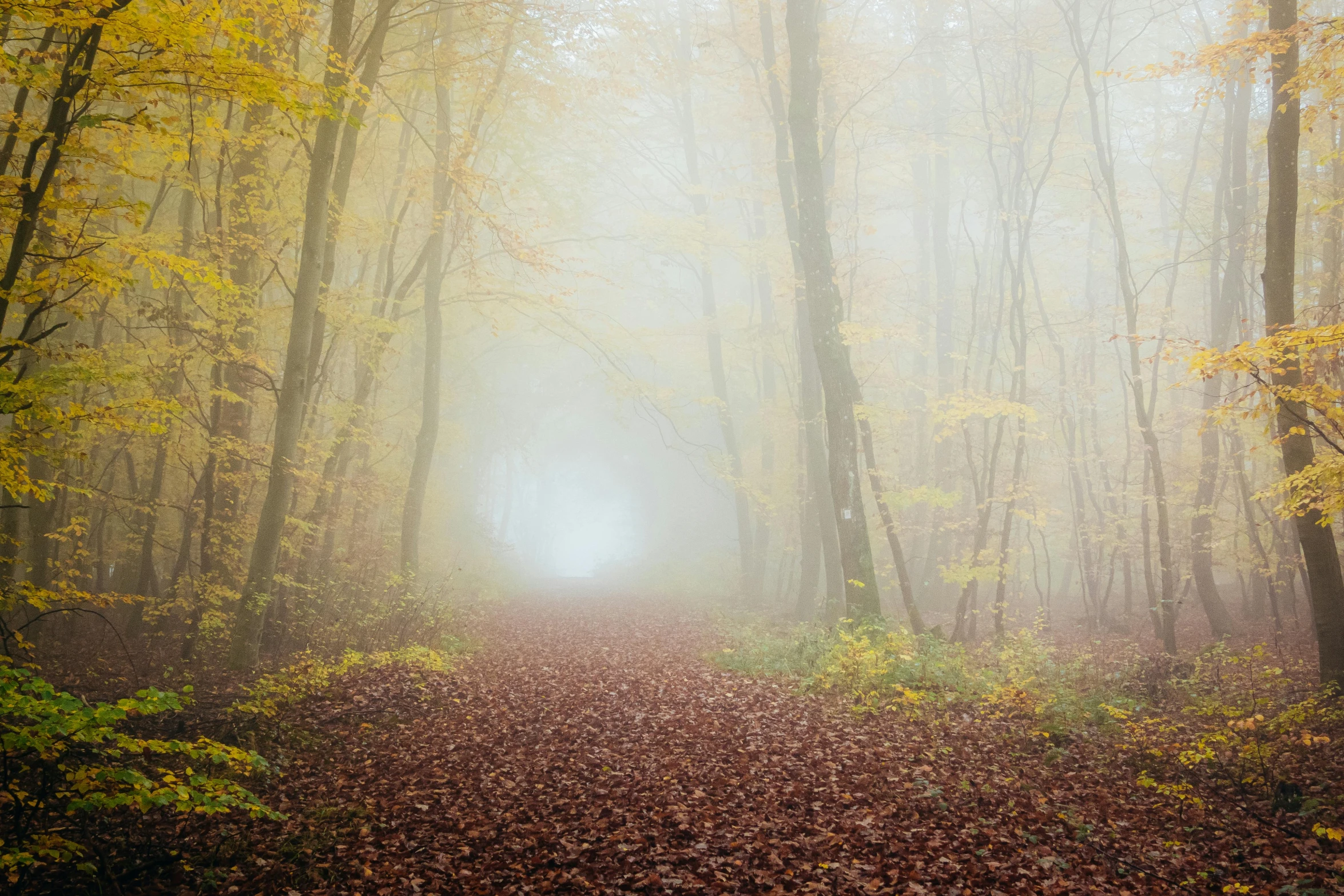 a foggy forest filled with lots of trees, an album cover, pexels contest winner, romanticism, autumn leaves on the ground, muted colours 8 k, 2 5 6 x 2 5 6 pixels, cottagecore