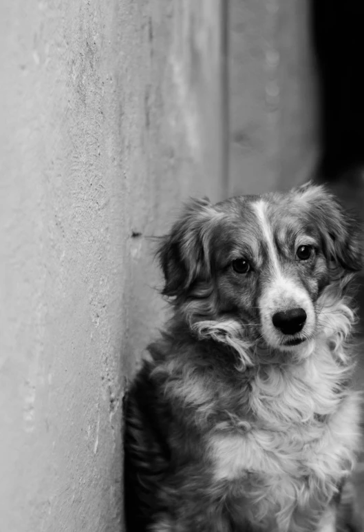 a black and white photo of a dog leaning against a wall, aussie, relaxed expression, grey ears, concern