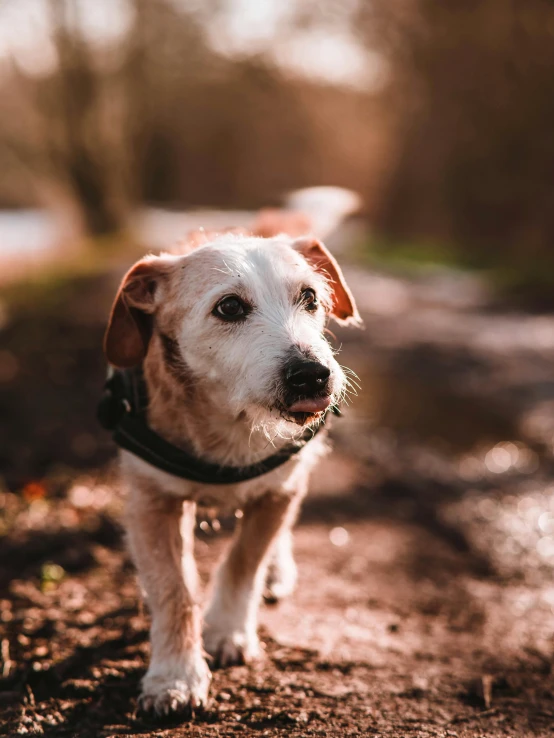 a brown and white dog standing on a dirt road, pexels contest winner, an oldman, 50 mm bokeh, warmly lit, gif