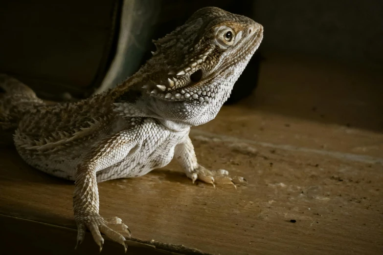 a lizard sitting on top of a wooden table, a portrait, by Gwen Barnard, pexels contest winner, white, dragon in dragon lair, scruffy looking, female gigachad