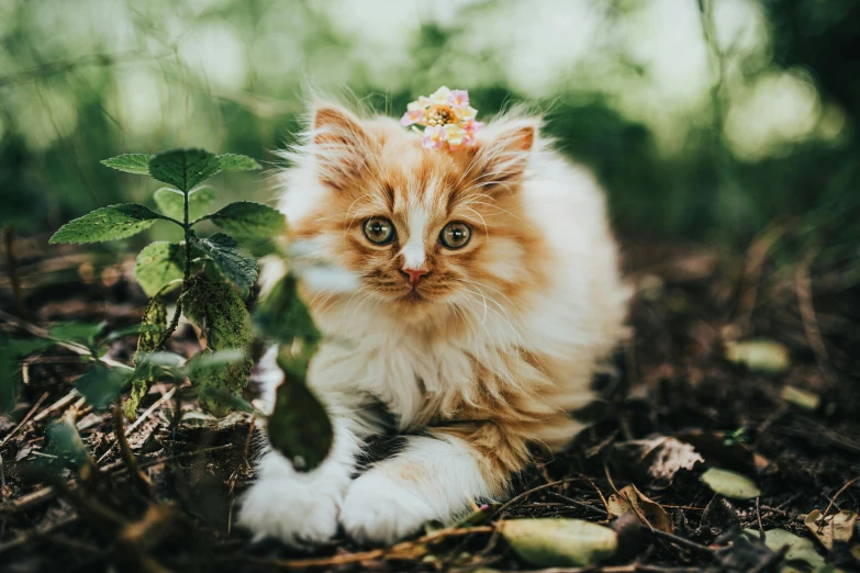 a close up of a cat with a flower on its head, by Julia Pishtar, trending on unsplash, sitting on the ground, queen of the forest, cute kittens, fluffy''