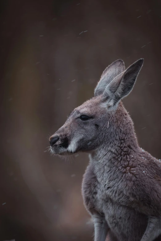 a close up of a kangaroo in the snow, pexels contest winner, australian tonalism, calmly conversing 8k, portrait”, 4k', large ears