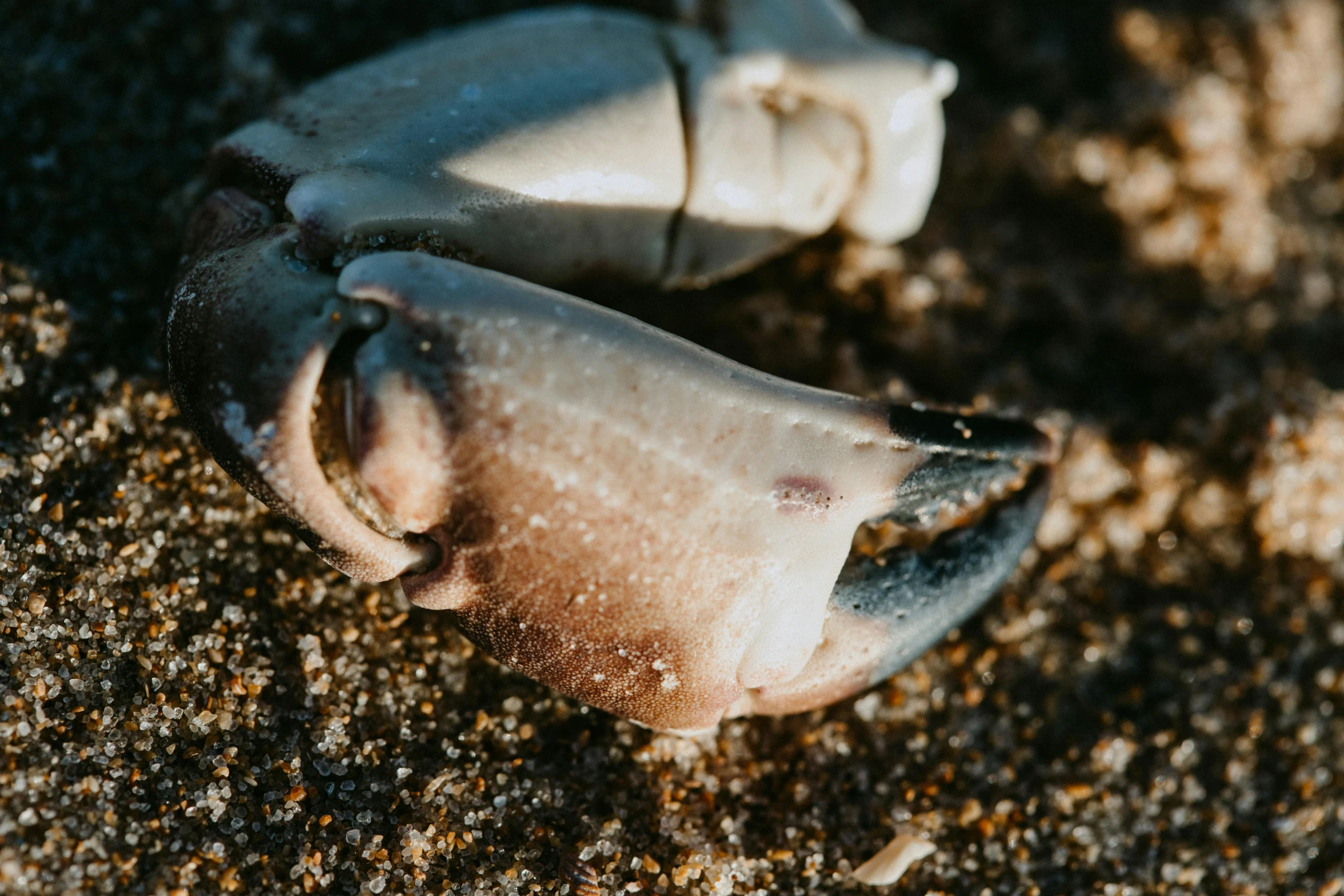 a dead crab sitting on top of a sandy beach, a macro photograph, by Adam Marczyński, unsplash, background image, claw, white, hinged jaw